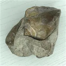فسیل