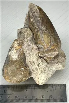 فسیل