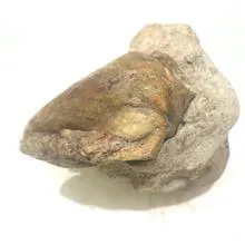 فسیل