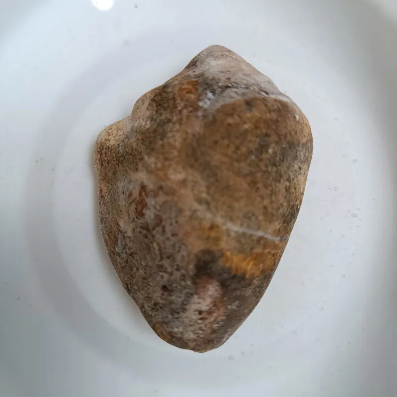 فسیل گاستروپود پرشین سنگ قیمتی عقیق FOSSIL