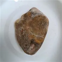 فسیل