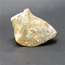 فسیل