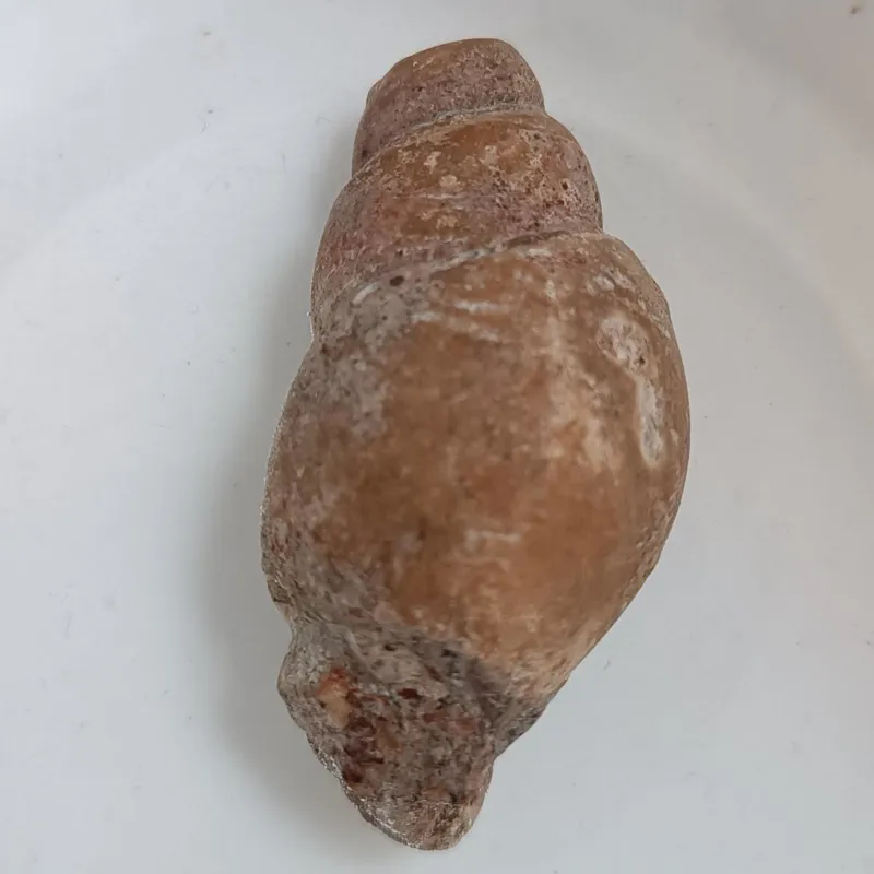 سنگ فسیل گاستروپود بیتینیاایران جواهرعقیق-7 FOSSIL