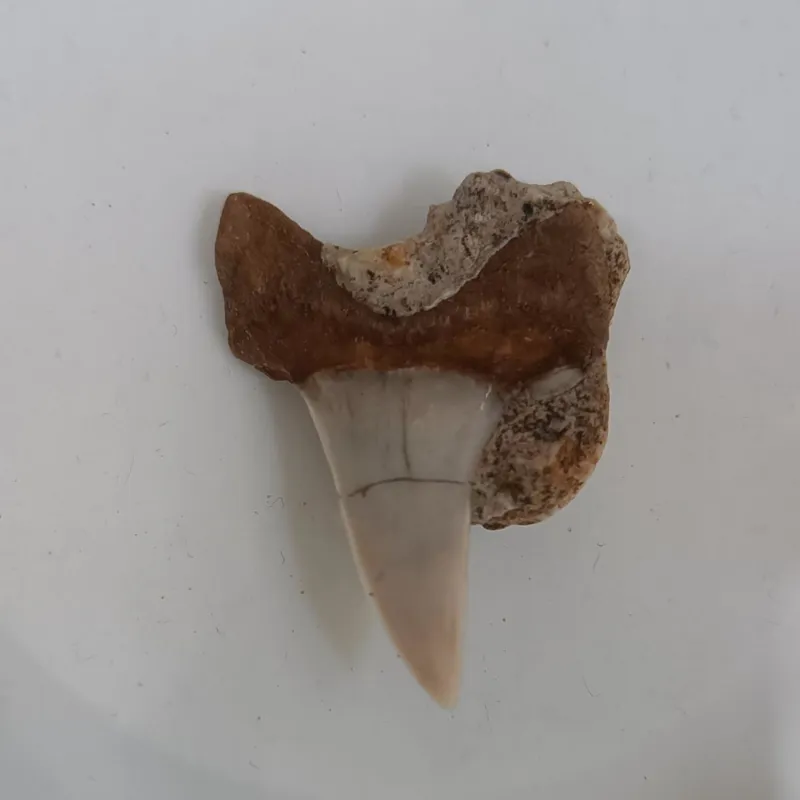  سنگ بلور فسیل دندان کوسه جواهر ایران-16 FOSSIL