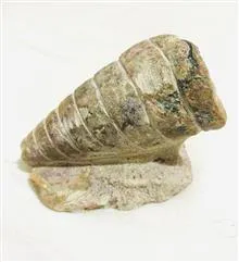 فسیل