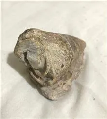 فسیل