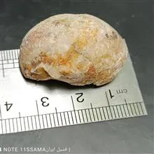 فسیل