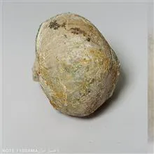 فسیل
