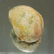 فسیل
