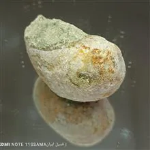 فسیل