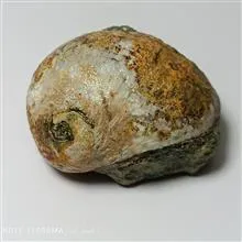 فسیل