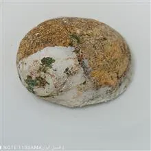 فسیل