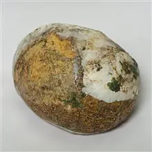 فسیل