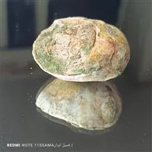 فسیل