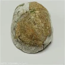 فسیل