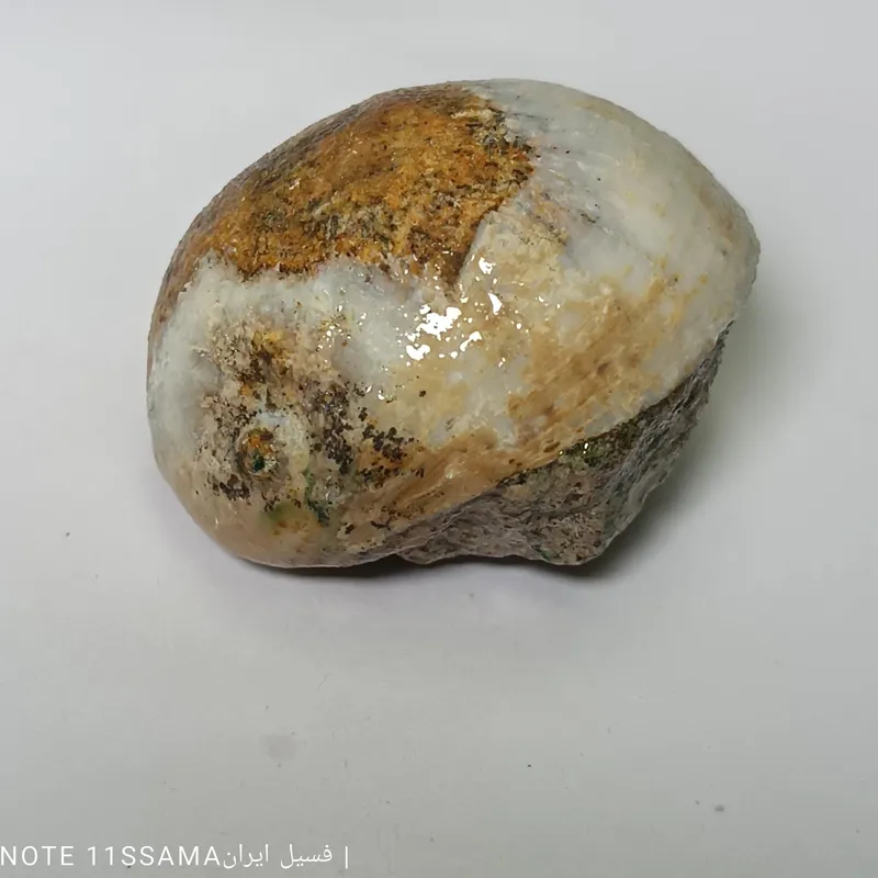 فسیل گاستروپود نوتیکا پوسته سنگ جواهر1007 FOSSIL