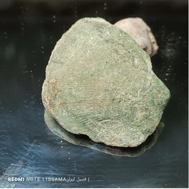 فسیل دوکفه ای ترسیا پوسته سنگ سبز 1009 FOSSIL