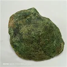 فسیل