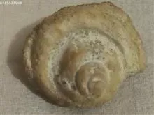 فسیل