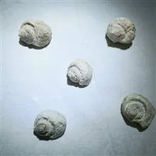 فسیل