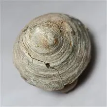 فسیل