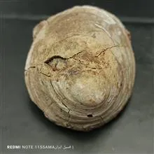 فسیل