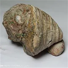 فسیل