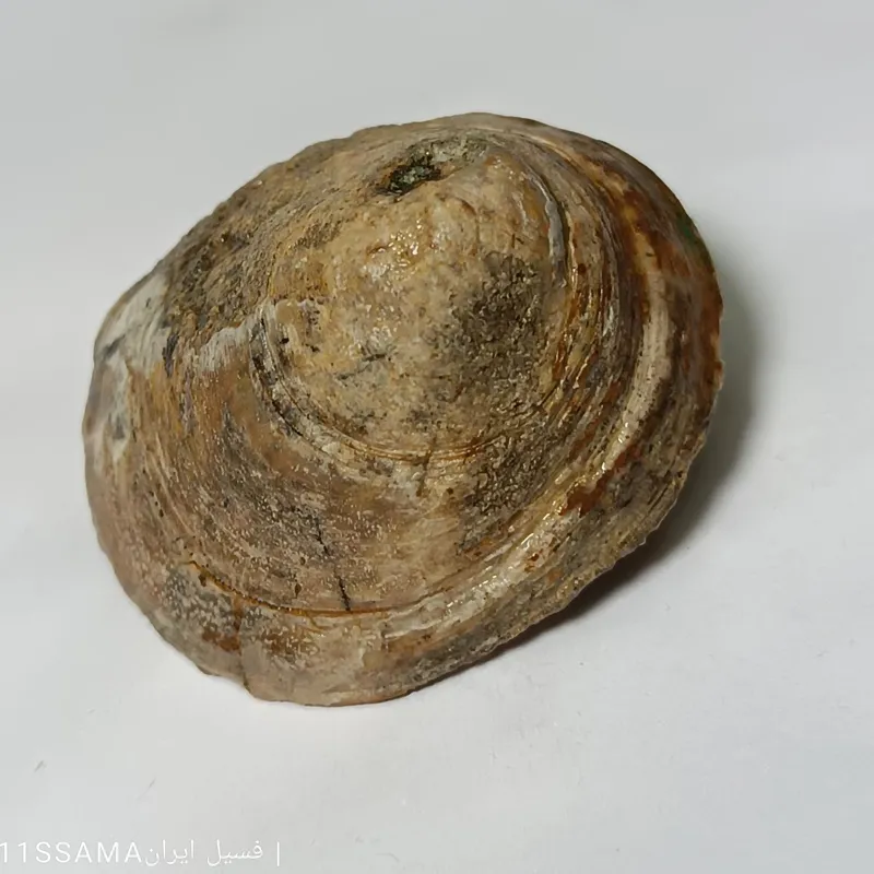 فسیل گاستروپود شینکایلپاس پوسته سنگ 1008 FOSSIL
