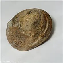 فسیل