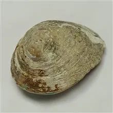 فسیل