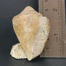 سنگ