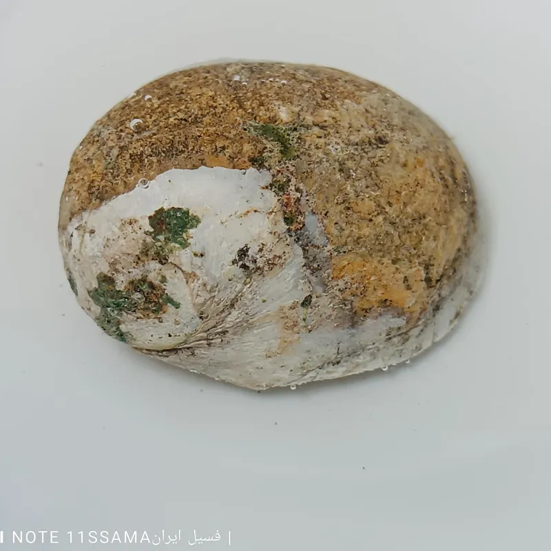 فسیل گاستروپود نتیکا پوسته سنگ 1006 FOSSIL
