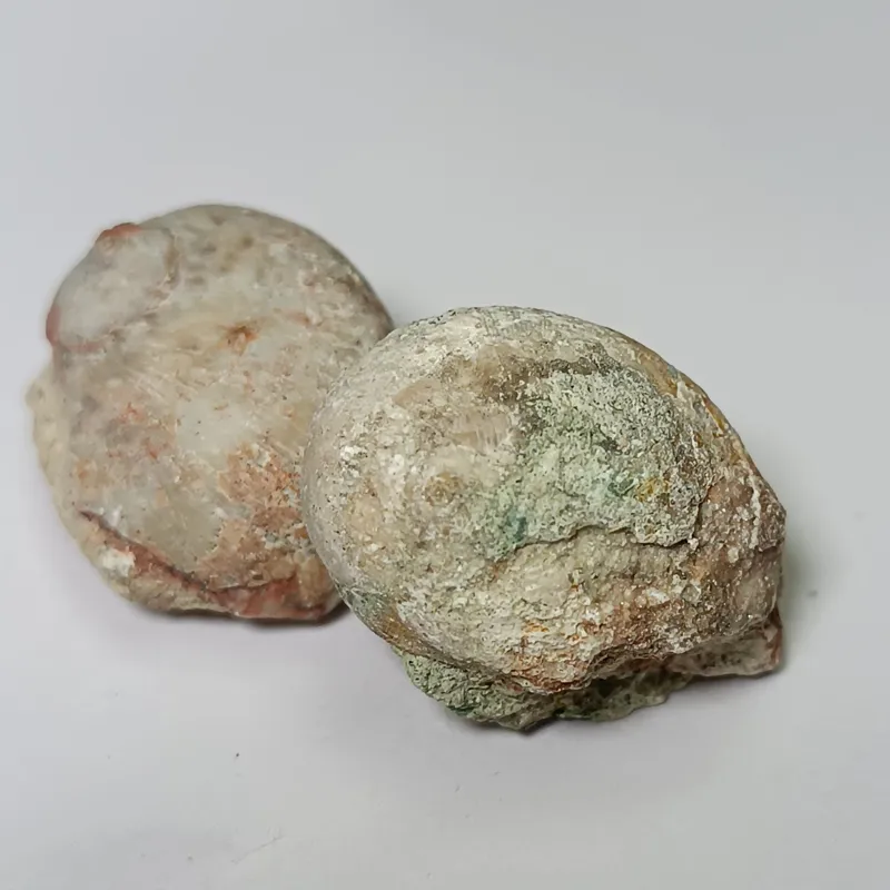 سنگ فسیل گاستروپود نتیکا پوسته بلوری 1004 FOSSIL