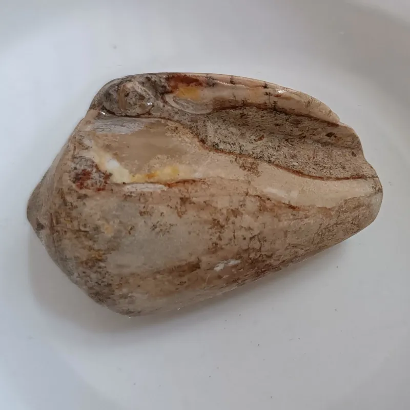 سنگ فسیل گاستروپود جواهر بلوری نیمه عقیق 9 FOSSIL