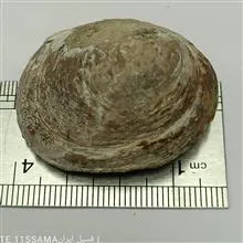 فسیل