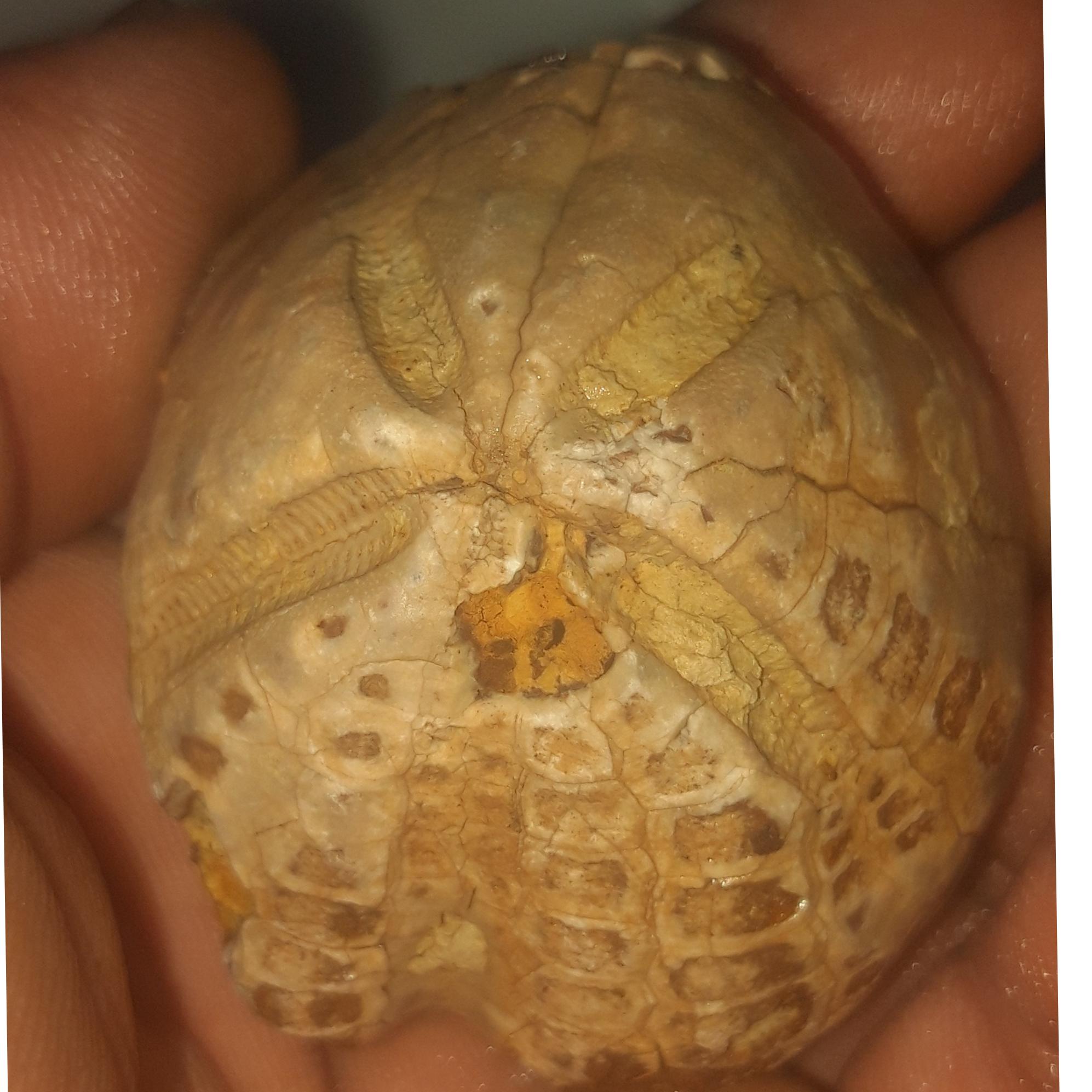 فسیل زیبا و متوسط