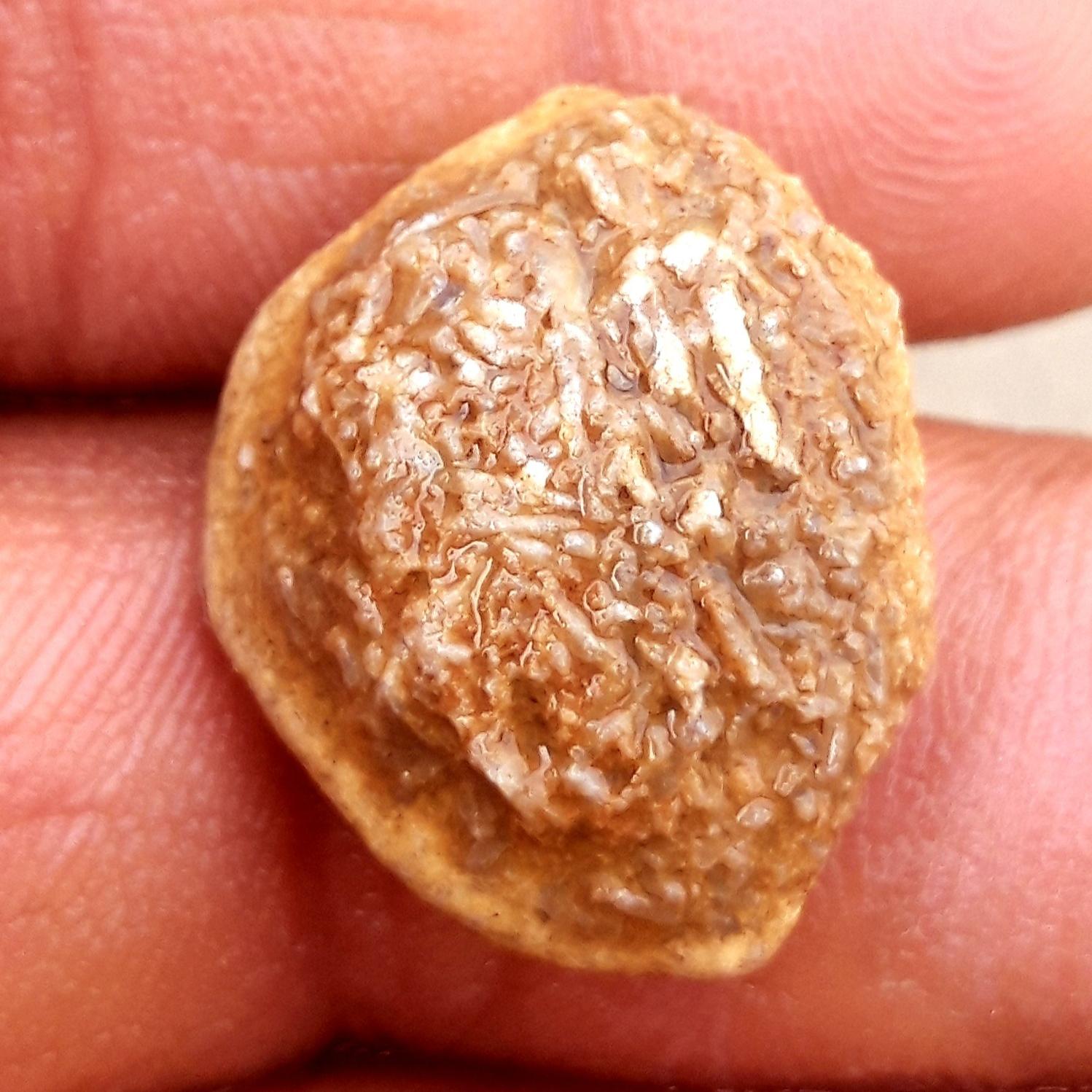 فسیل بادام و یا هسته درختی