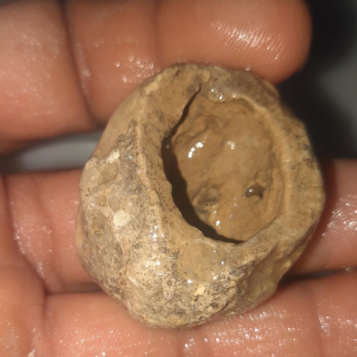 فسیل زیبا هویت نا مشخص طبق توضیحات