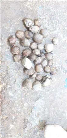 فسیل