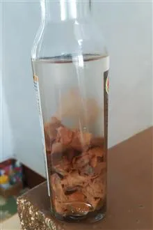 قارچ