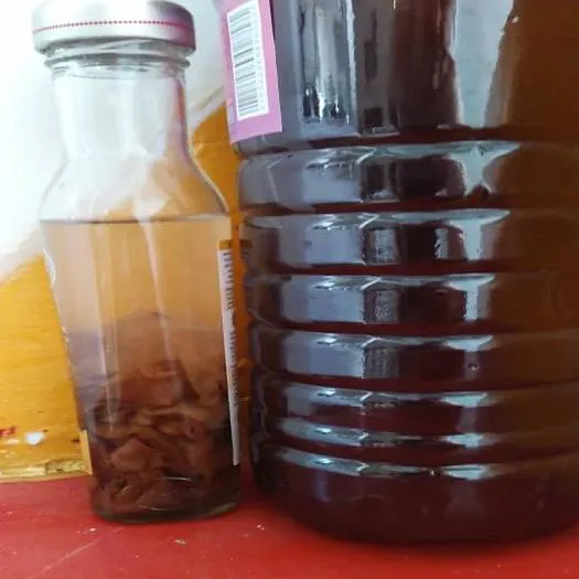 قارچ مایه کامبوجا