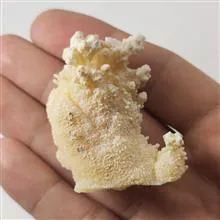 راف