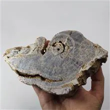 راف