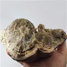 راف