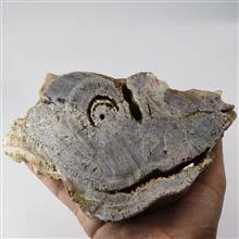 راف