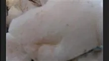 سنگ