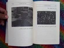 زنبورعسل
