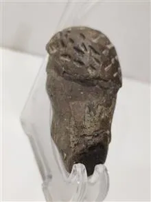 مجسمه