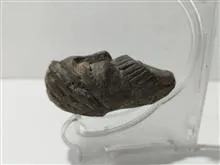 مجسمه