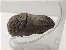 مجسمه